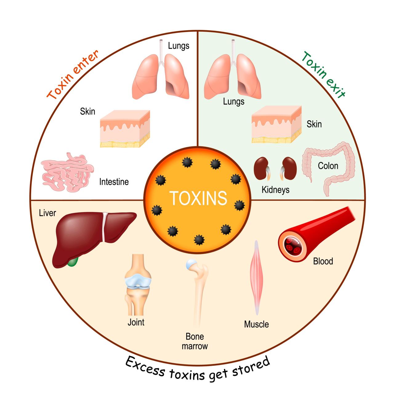 Pentingnya Detoksifikasi Tubuh untuk Kesehatan Optimal - Aplikasi SIMRS ... Bagaimana Cara Melakukan Detoksifikasi Tubuh Dengan Aman